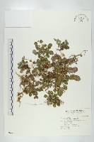 藏品(裂緣花)的圖片