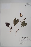 藏品(太平山細辛)的圖片