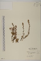 藏品(高山艾)的圖片