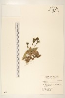 藏品(高山毛蓮菜)的圖片