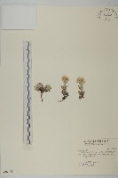 藏品(尼泊爾籟簫)的圖片