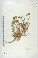 藏品(玉山山蘿蔔)的圖片