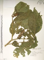 藏品(日本商陸、圓果商陸)的圖片