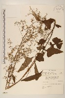 藏品(山苦藚、假福王草)的圖片