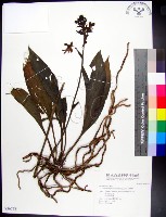 藏品(白鶴蘭)的圖片