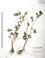 藏品(克非亞草)的圖片