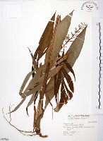 藏品(山月桃)的圖片