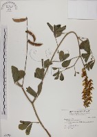 藏品(黃野百合)的圖片