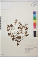 藏品(鹿場毛茛)的圖片