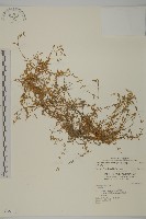 藏品(玉山卷耳)的圖片