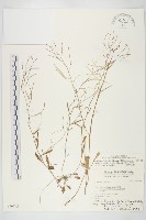 藏品(玉山筷子芥)的圖片