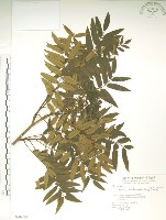 藏品(巒大花楸)的圖片