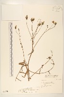 藏品(玉山毛蓮菜)的圖片