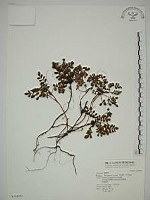 藏品(臺灣莓)的圖片
