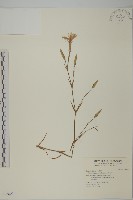 藏品(玉山石竹)的圖片