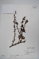 藏品(玉山小蘗)的圖片