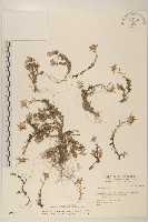 藏品(玉山薄雪草)的圖片