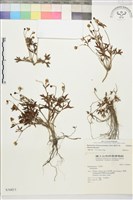 藏品(蓬萊毛茛)的圖片