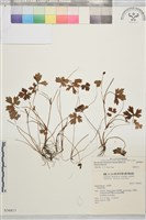 藏品(鹿場毛茛)的圖片