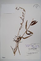 藏品(輪葉沙參)的圖片