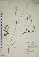 藏品(玉山茴香)的圖片