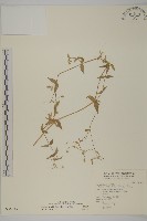 藏品(疏花繁縷)的圖片