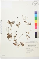 藏品(蓬萊毛茛)的圖片