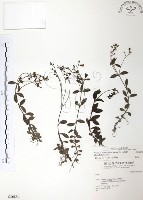 藏品(玉山水苦賈)的圖片