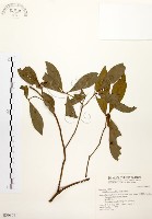 藏品(黃肉樹, 小梗木薑子)的圖片