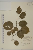 藏品(大葉南蛇藤)的圖片