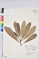 藏品(蘭嶼土沉香)的圖片
