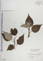 藏品(落尾麻)的圖片