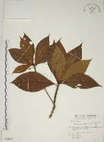 藏品(貝木)的圖片