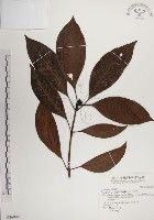 藏品(蘭嶼九節木)的圖片