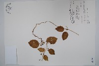 藏品(蘭嶼牛皮消、蘭嶼白薇)的圖片