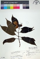 藏品(玉葉金花)的圖片