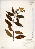 藏品(華八仙)的圖片