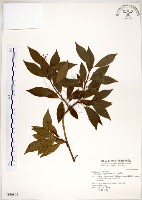 藏品(華八仙)的圖片