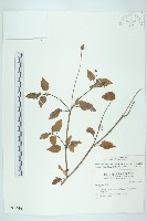 藏品(金鈕釦)的圖片