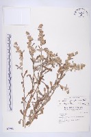 藏品(匙葉鼠麴草)的圖片