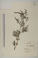 藏品(豬草、瘤果菊)的圖片