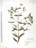 藏品(大籽當藥、巒大當藥)的圖片