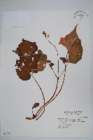 藏品(水鴨腳)的圖片