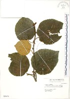 藏品(臺灣羊桃)的圖片