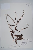 藏品(琉璃草)的圖片