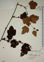 藏品(臺灣懸鉤子)的圖片