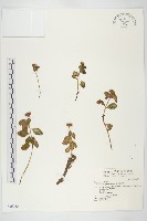 藏品(穗花佛甲草)的圖片