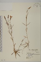 藏品(玉山石竹)的圖片