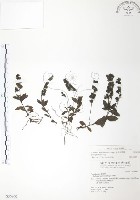 藏品(玉山水苦賈)的圖片