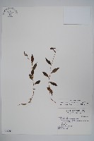 藏品(玉山沙參)的圖片